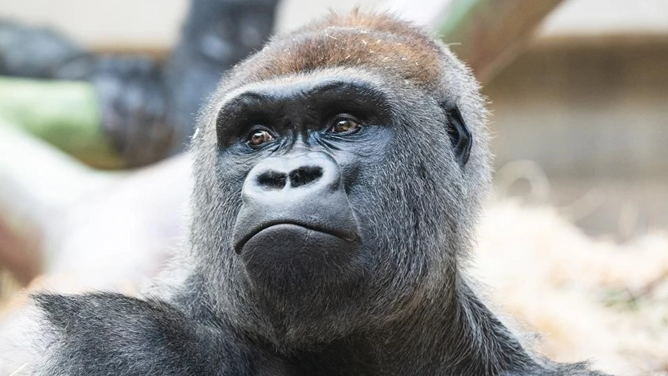 Silberrücken Yeba zieht bei den Gorillas ein, © Zoo Basel Silberrücken Yeba zieht bei den Gorillas ein, © Zoo Basel