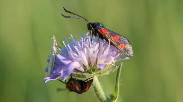 Basel soll bunter werden, © BirdLife Basel soll bunter werden, © BirdLife