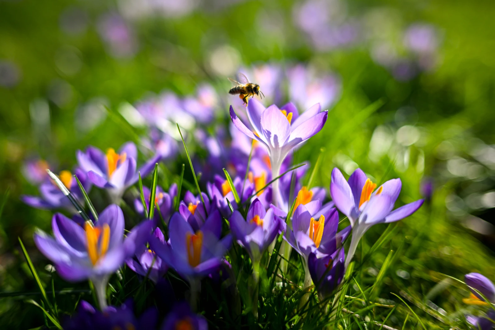 Hessen’de Bahar Erken Geldi!, © dpa Hessen’de Bahar Erken Geldi!, © dpa