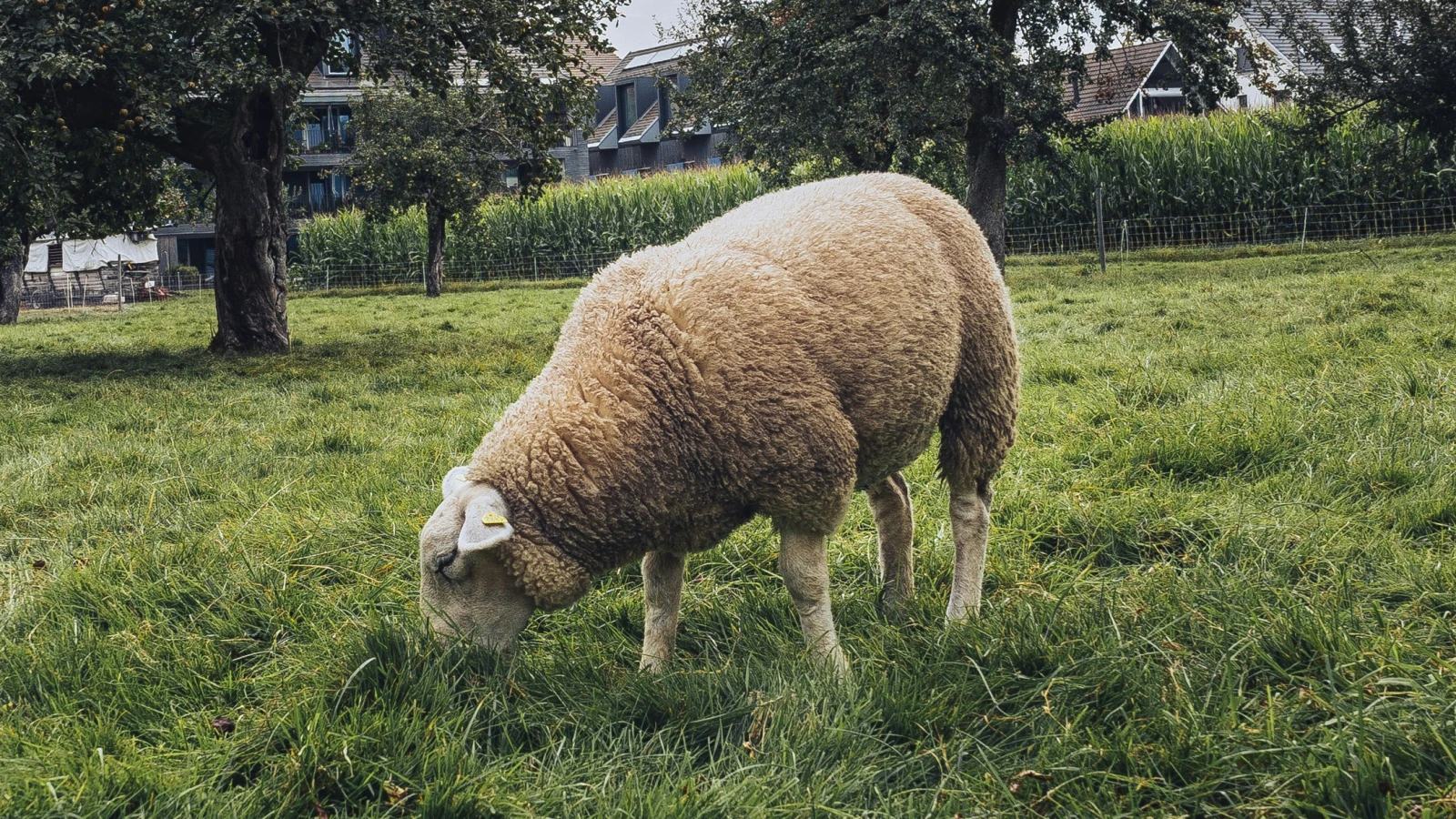 Erster Fall von Blauzungenkrankheit in St. Gallen, © Unsplash/Tomas Trajan Erster Fall von Blauzungenkrankheit in St. Gallen, © Unsplash/Tomas Trajan