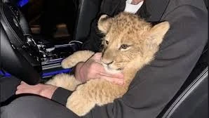 Bremen’de Şok Görüntü: Direksiyonda Aslanla Seyahat Eden Sürücü Aranıyor!, © Bild.de/regional/bremen /Socialmedia Bremen’de Şok Görüntü: Direksiyonda Aslanla Seyahat Eden Sürücü Aranıyor!, © Bild.de/regional/bremen /Socialmedia