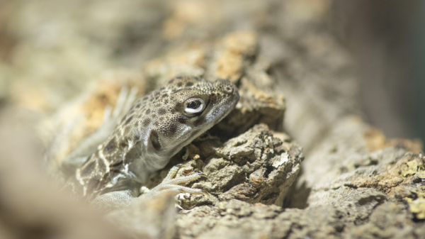 Der Leopardleguan als Tarnungskünstler, © Zoo Basel