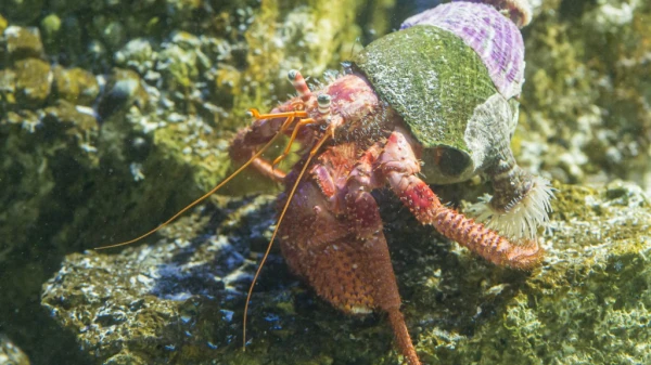 Der Einsiedlerkrebs und sein Zuhause, © Zoo Basel Der Einsiedlerkrebs und sein Zuhause, © Zoo Basel