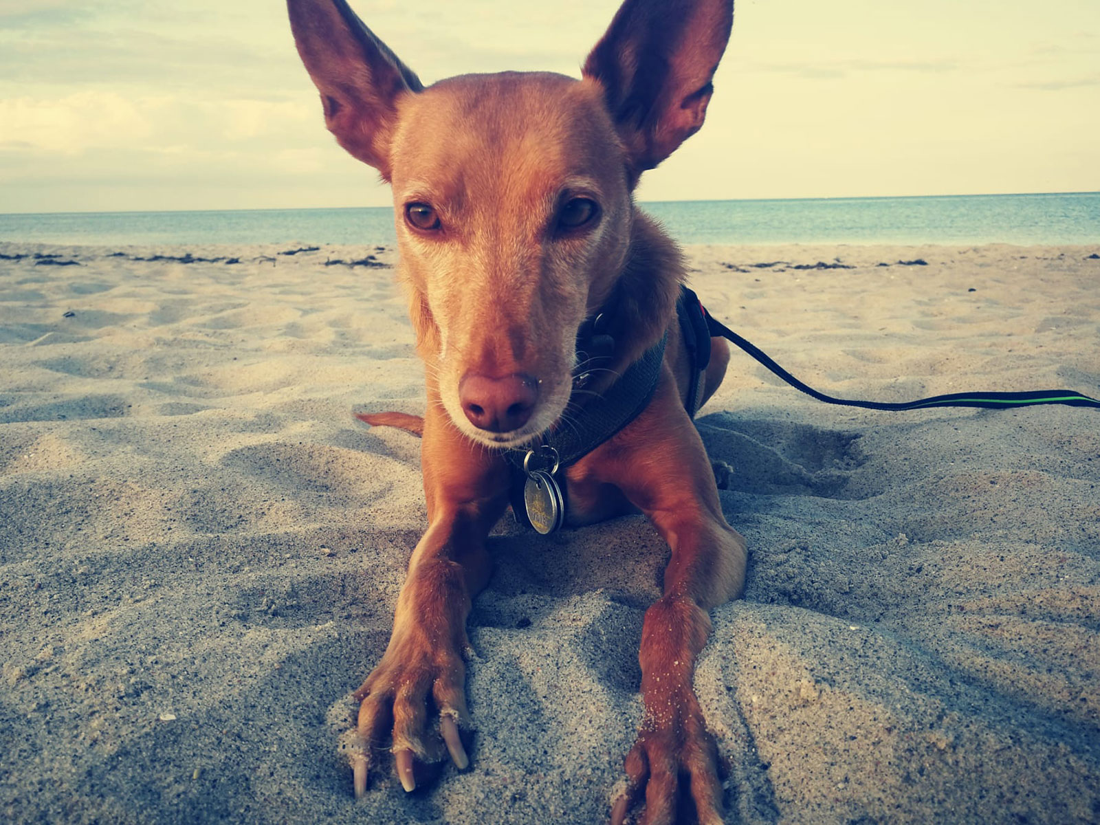 Ab jetzt ist Hundesaison an den Stränden von Nord- und Ostsee, © Foto: Didi Simon 