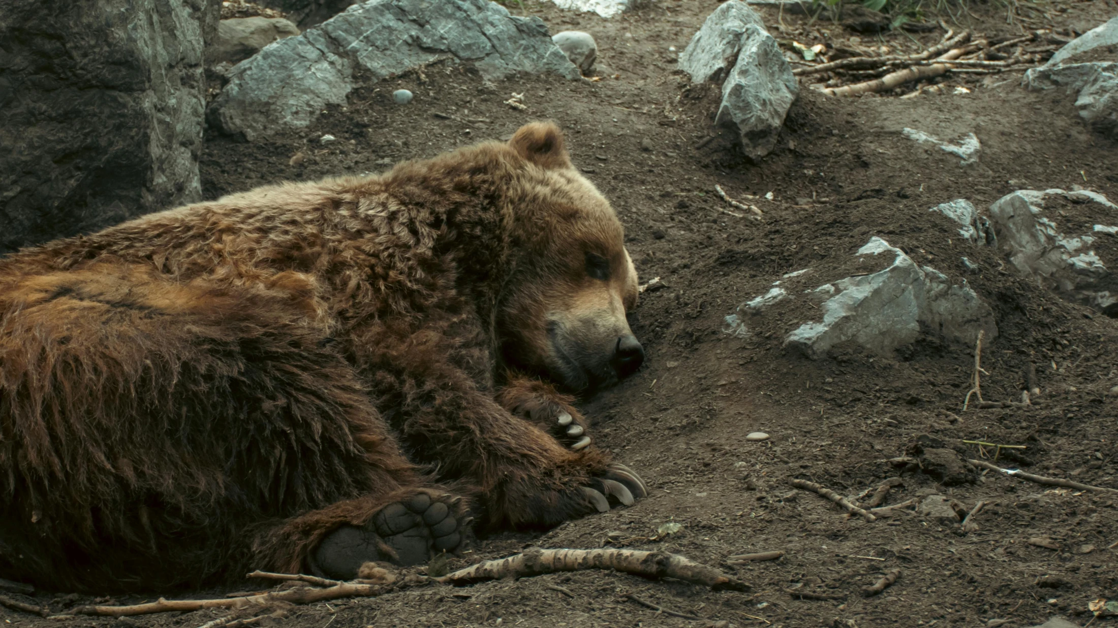 © Diana GP © Diana GP