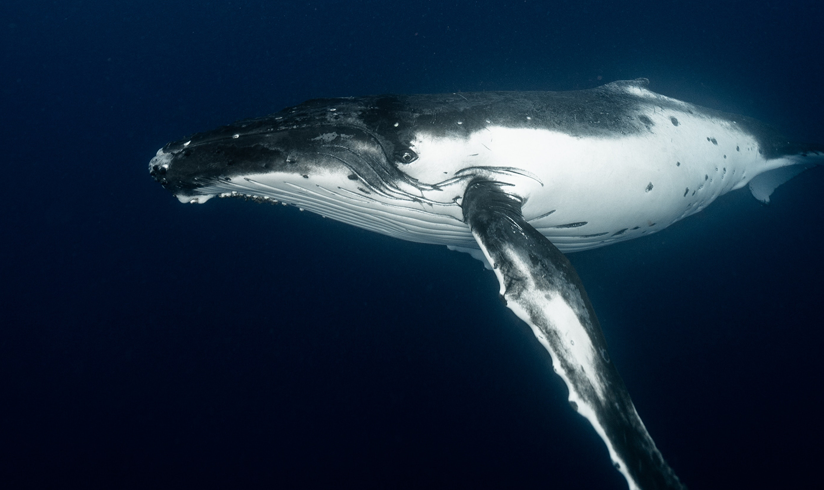 Trotz Protesten: Island setzt umstrittene Waljagd fort, © Pexels | Elianne Dipp | CC0