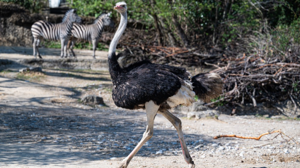Der Vogel mit den vielen Rekorden, © Zoo Basel