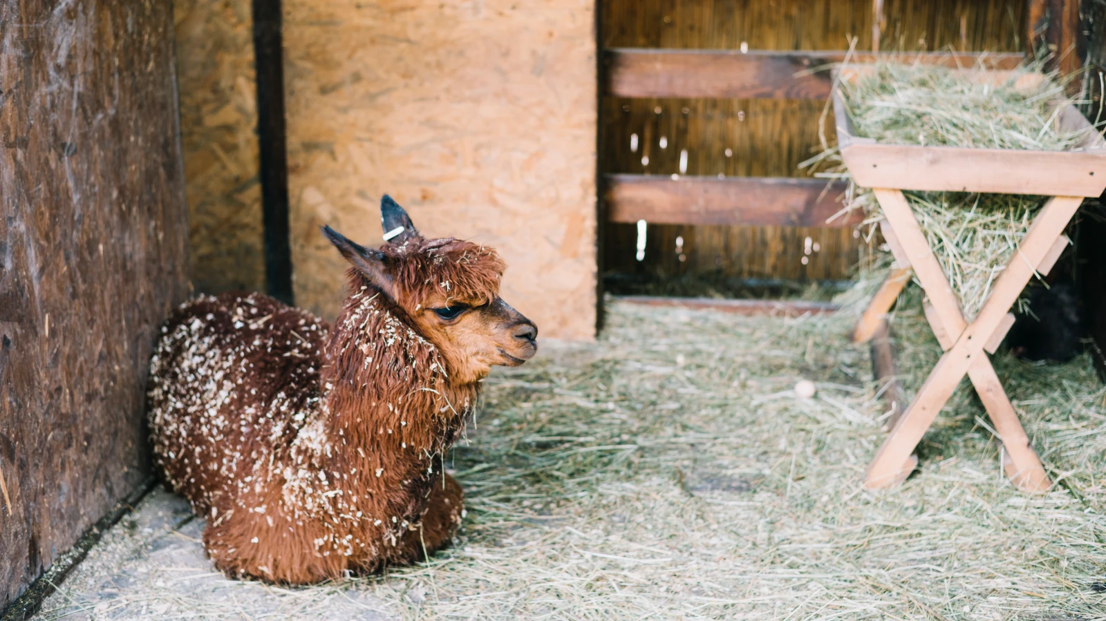 Alpaka, © Foto: Freepik Alpaka, © Foto: Freepik