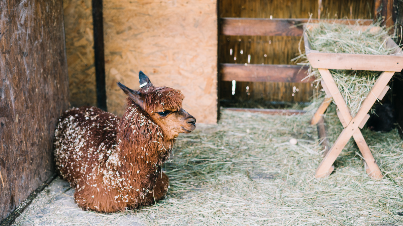 Alpaka, © Foto: Freepik