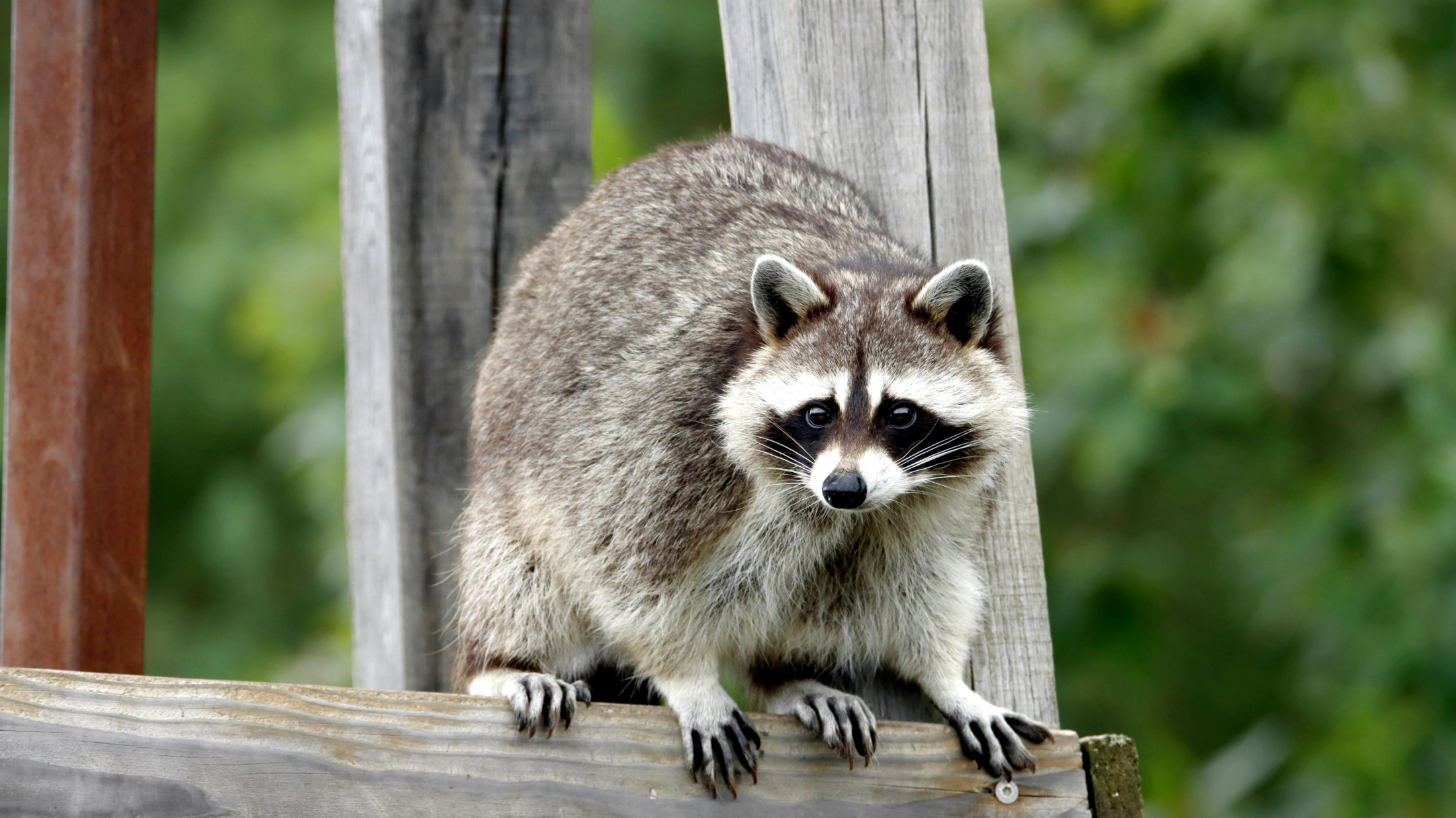 © patrice schoefolt