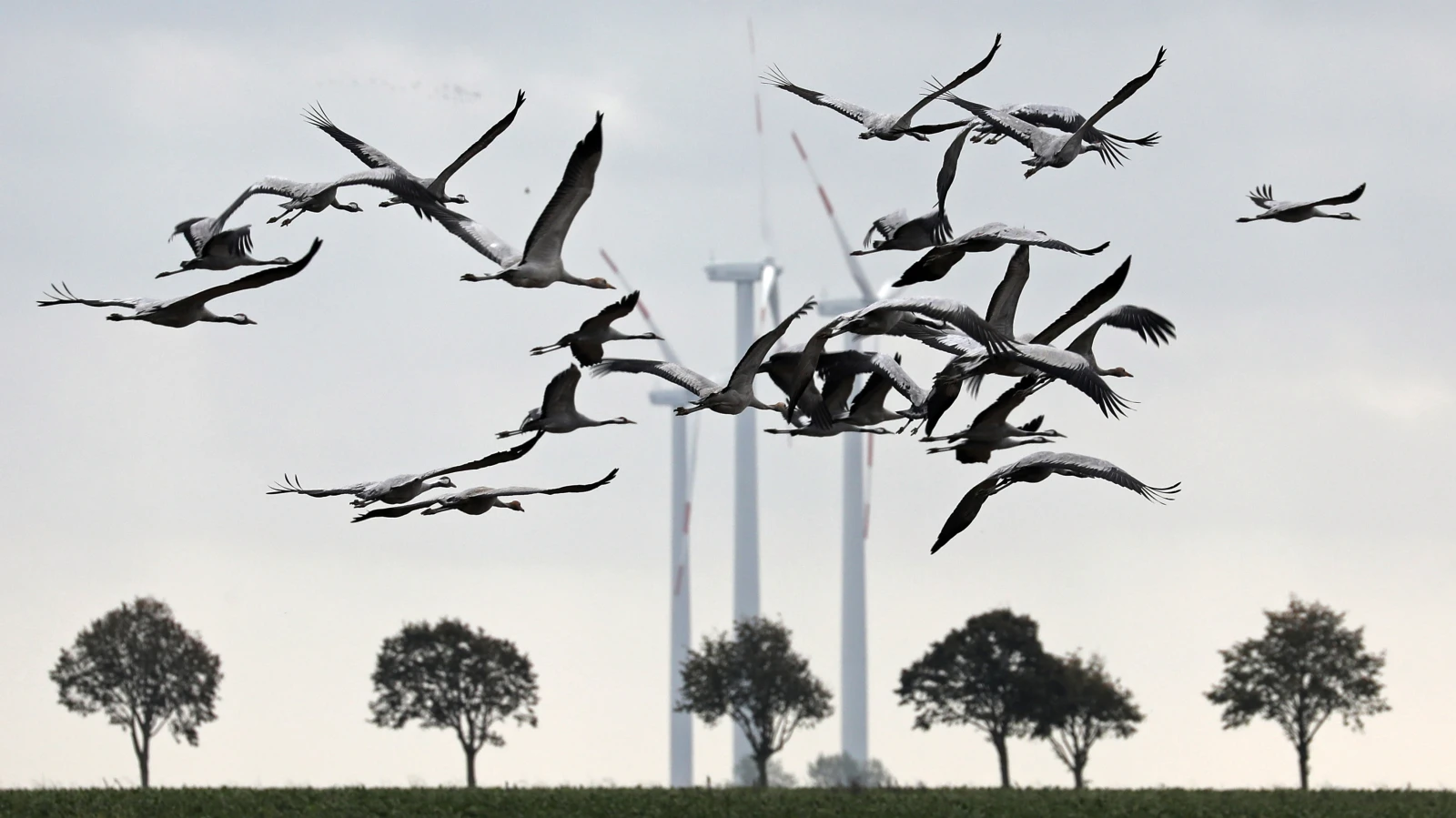 Hessen semalarında son günlerde on binlerce turna kuşu geçiş yapıyor. , © Foto: Bernd Wüstneck/dpa Hessen semalarında son günlerde on binlerce turna kuşu geçiş yapıyor. , © Foto: Bernd Wüstneck/dpa