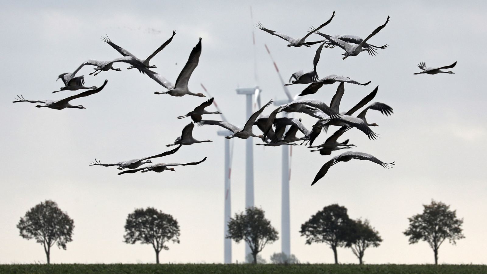 Hessen semalarında son günlerde on binlerce turna kuşu geçiş yapıyor. , © Foto: Bernd Wüstneck/dpa