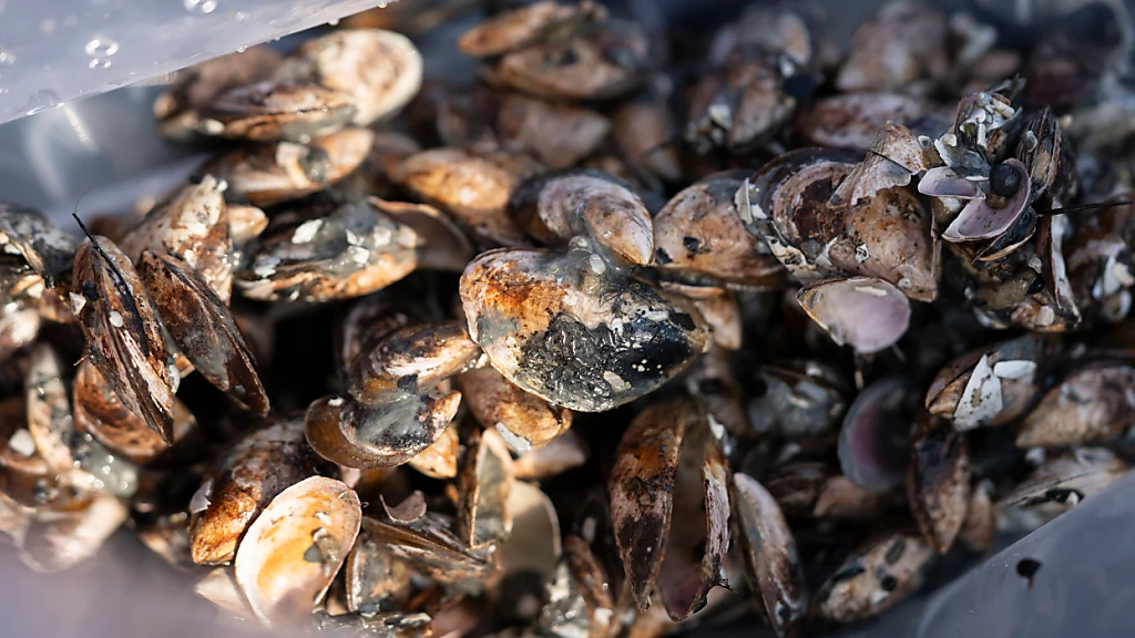 St. Gallen führt Meldepflicht für Bootsbesitzer ein, © Keystone/SDA St. Gallen führt Meldepflicht für Bootsbesitzer ein, © Keystone/SDA