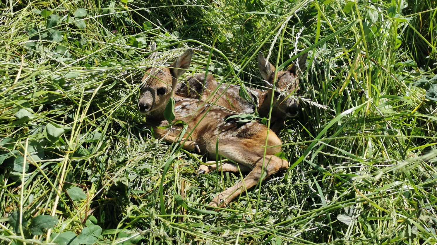 2024 mehr als 5000 Rehlein vor dem Mähertod gerettet, © pd/Martin Kaiser, Riethof Gamprin 2024 mehr als 5000 Rehlein vor dem Mähertod gerettet, © pd/Martin Kaiser, Riethof Gamprin