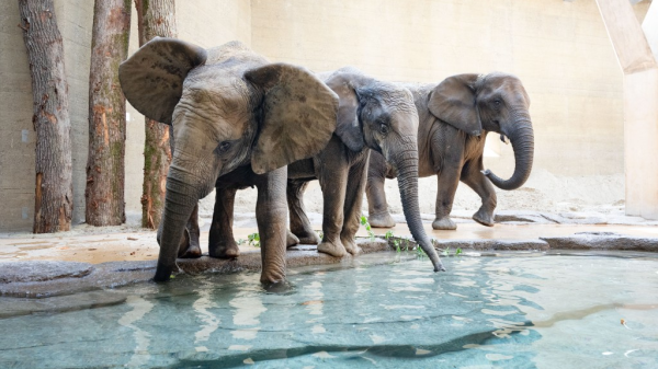 Die neuen Stars des Basler Zolli, © Zoo Basel