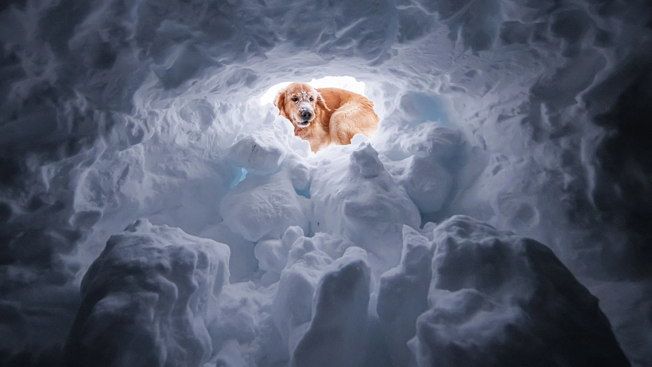 Lawine Hund Gefahr Glarus , © Keystone-SDA Lawine Hund Gefahr Glarus , © Keystone-SDA