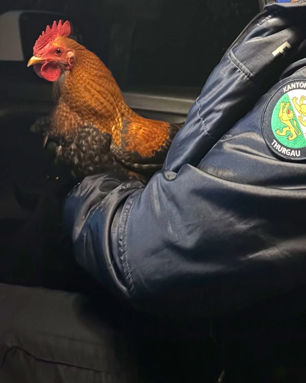 © Güggel bei Frauenfeld ausgebüxt. Bildquelle: Kantonspolizei Thurgau. © Güggel bei Frauenfeld ausgebüxt. Bildquelle: Kantonspolizei Thurgau.