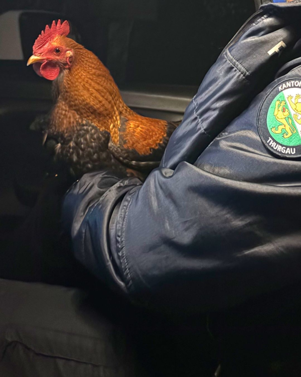 © Güggel bei Frauenfeld ausgebüxt. Bildquelle: Kantonspolizei Thurgau.