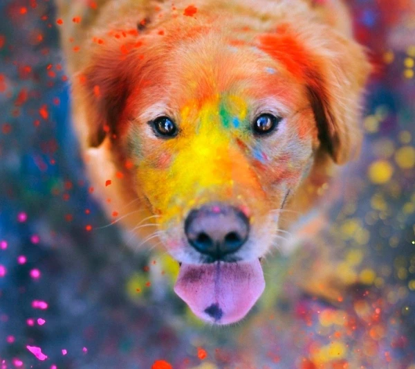 bunter Hund, © shutterstock bunter Hund, © shutterstock