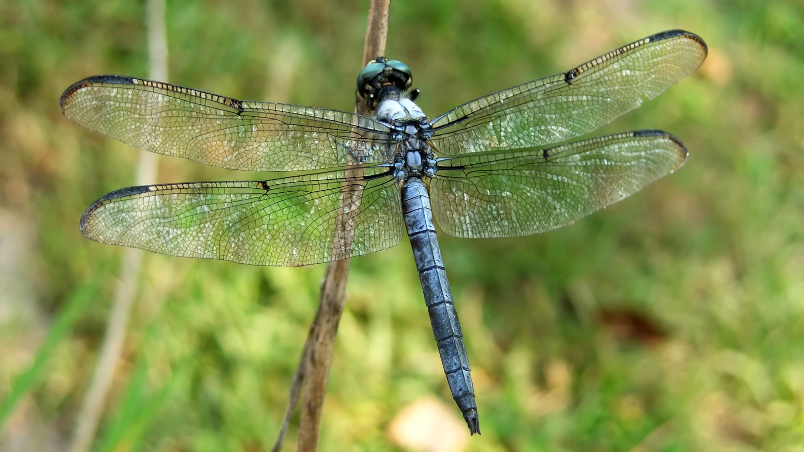 Die Vielfalt der Libellen in Liechtenstein, © Depositfoto/msavoia Die Vielfalt der Libellen in Liechtenstein, © Depositfoto/msavoia