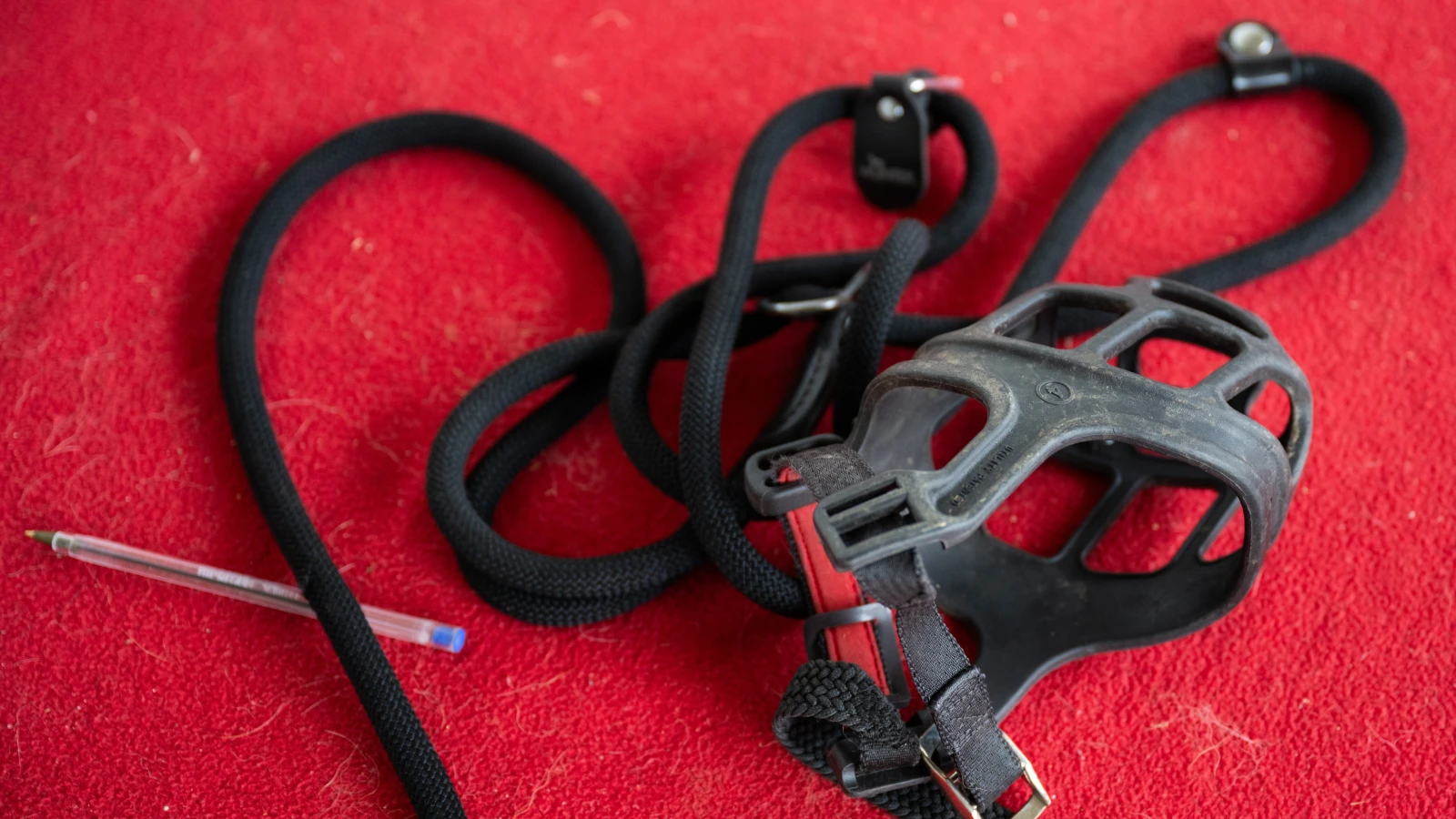 Ulm’de Polis Müdahalesi Köpek Saldırısıyla Sonuçlandı, © dpa Ulm’de Polis Müdahalesi Köpek Saldırısıyla Sonuçlandı, © dpa