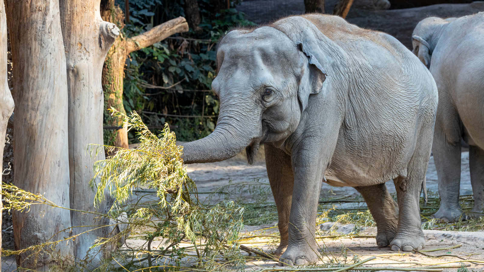 Zoo Zürich schläfert Elefantenkuh Ceyla-Himali altershalber ein, © Zürich Zoo