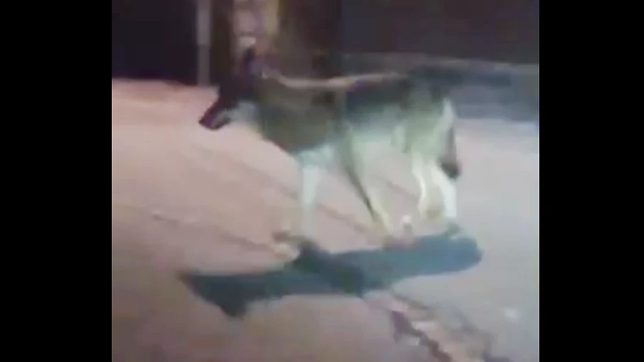 Wolfssichtung im Siedlungsgebiet von Bludenz, © Landespressestelle Vorarlberg / Privat Wolfssichtung im Siedlungsgebiet von Bludenz, © Landespressestelle Vorarlberg / Privat