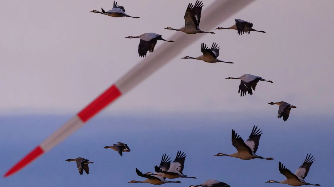 Kuş Gribi Eyaletin Tamamına Yayıldı!, © dpa Kuş Gribi Eyaletin Tamamına Yayıldı!, © dpa