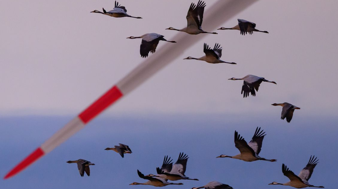 Kuş Gribi Eyaletin Tamamına Yayıldı!, © dpa