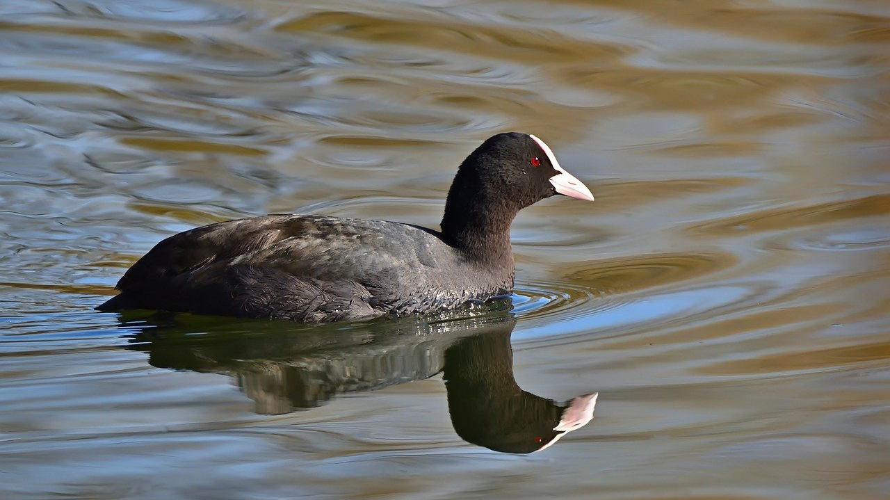 Verdacht der Tierquälerei in Rankweil, © Jürgen/Pixabay