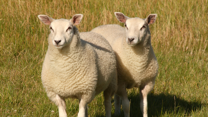 Türkiye'de Miras Tarlalar İçin Yeni Dönem: Devlet Desteği Başlıyor!, © shutterstock