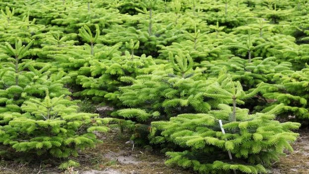 © https://www.mein-schoener-garten.de/ © https://www.mein-schoener-garten.de/