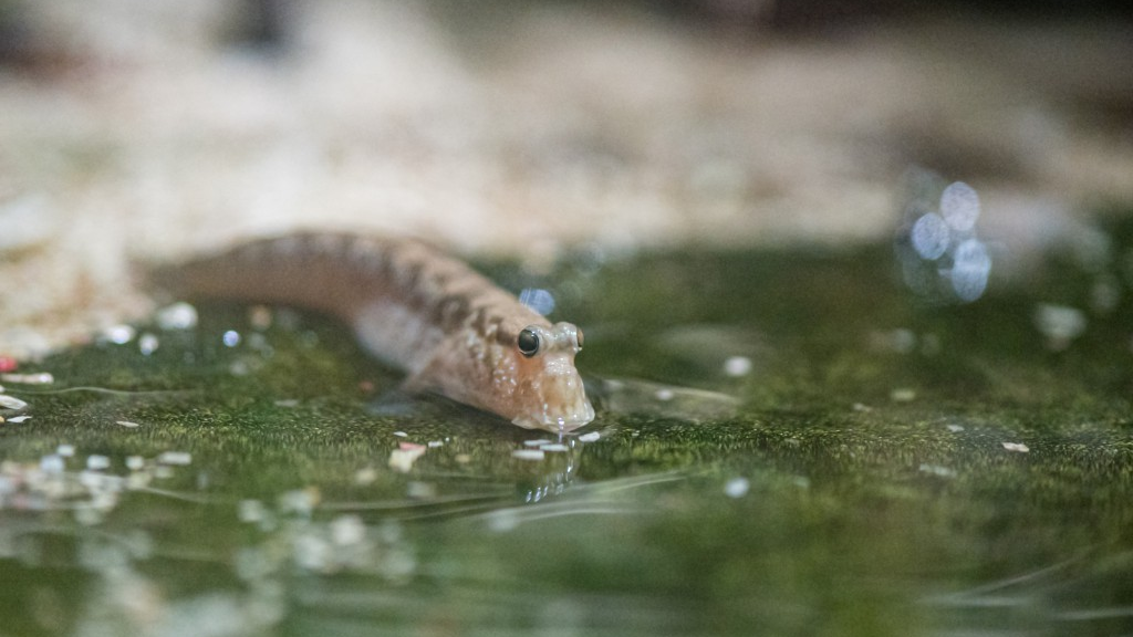 Ein Fisch, der das Leben an Land liebt, © Zoo Basel