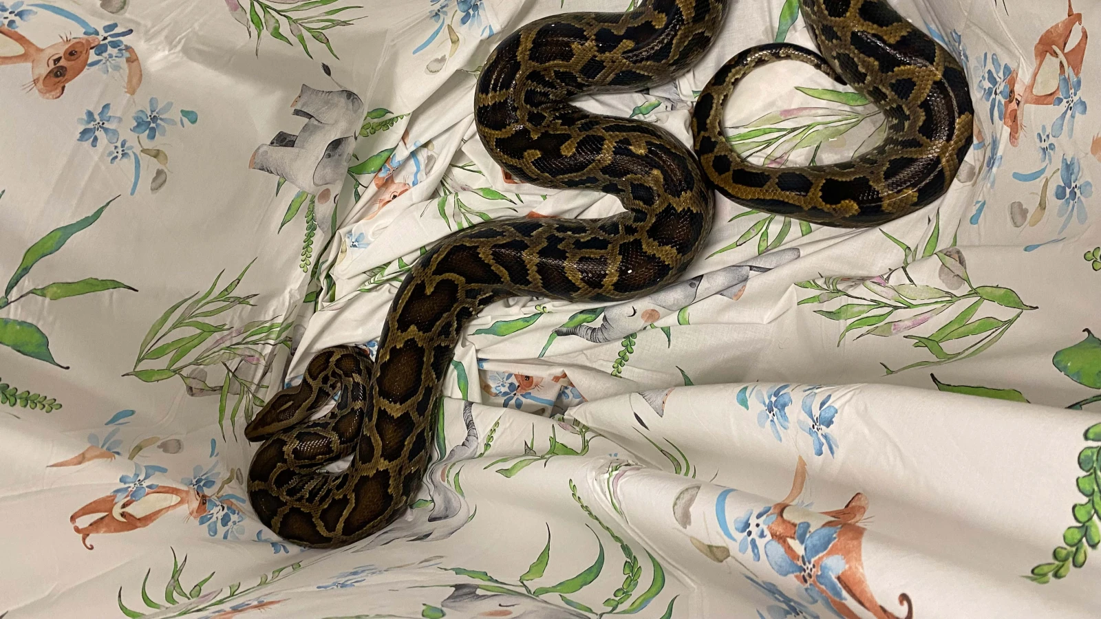 Schlange Polizeinews Schweiz , © Polizei Zug Schlange Polizeinews Schweiz , © Polizei Zug