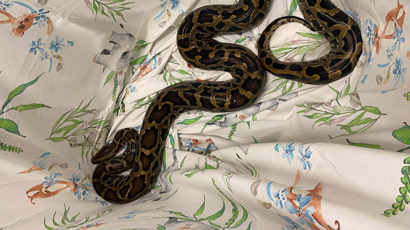 Schlange Polizeinews Schweiz , © Polizei Zug