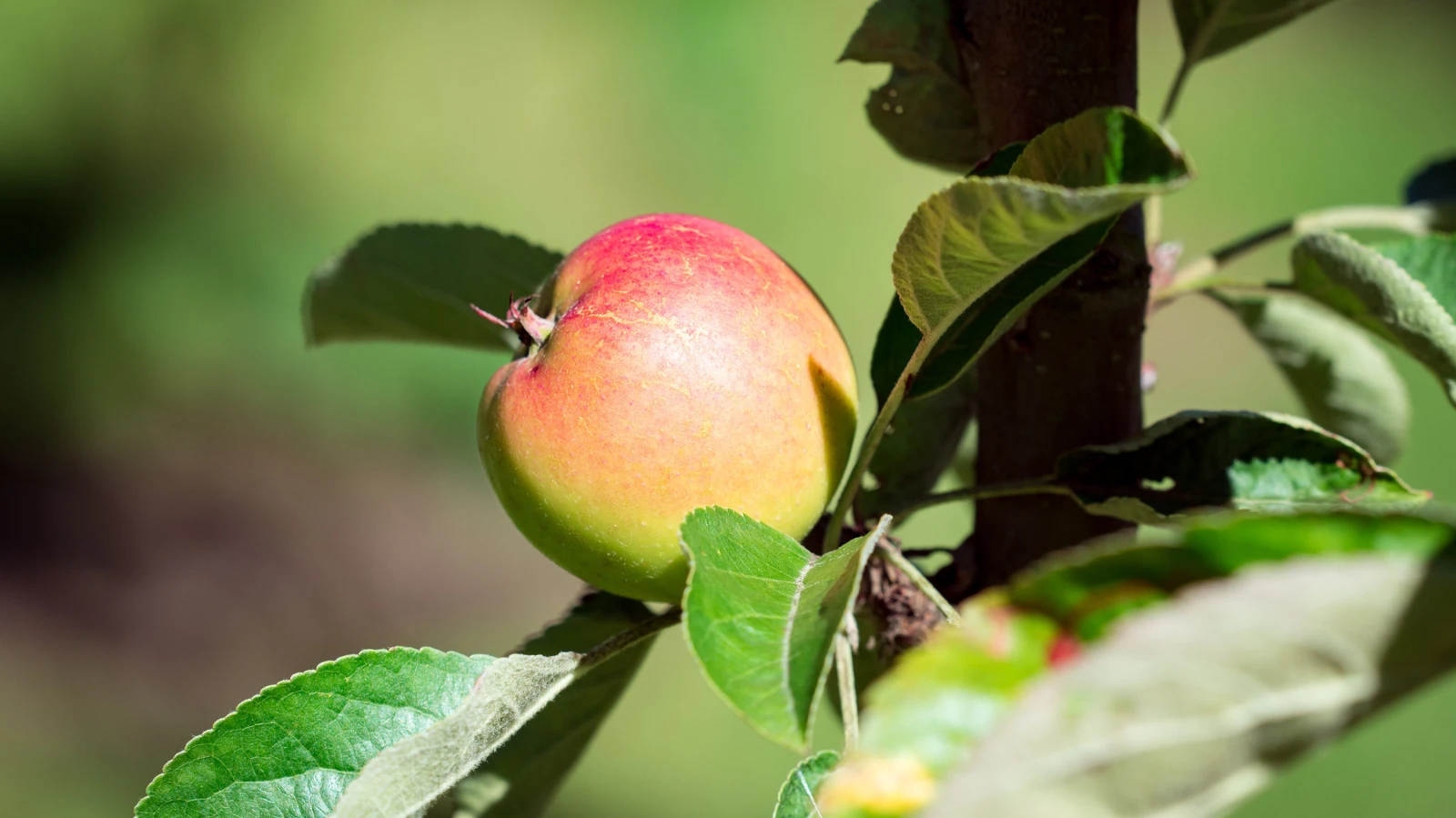 Schweiz ist Europameisterin im Konsum von Bio-Produkten, © pxhere.com / Symbolbild Schweiz ist Europameisterin im Konsum von Bio-Produkten, © pxhere.com / Symbolbild